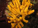 eponge axinelle - Axinella polypoides